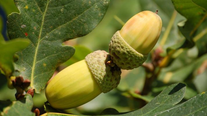 Vlastníci lesa si mohou nechat otestovat kvalitu nebo původ sazenic a osiva lesních dřevin Vlastníci lesa si mohou nechat otestovat kvalitu nebo původ sazenic a osiva lesních dřevin
