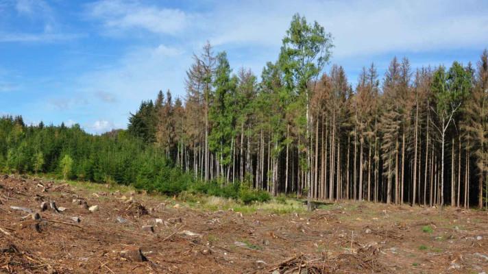 Výzkum invazivní strategie lýkožrouta smrkového Výzkum invazivní strategie lýkožrouta smrkového