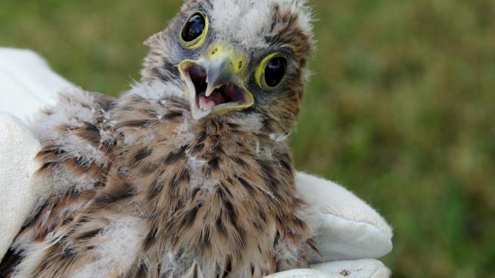 MŽP chce zapojit veřejnost více do přímé péče o přírodu. 13,5 miliony korun podpoří zejména dobrovolnické projekty MŽP chce zapojit veřejnost více do přímé péče o přírodu. 13,5 miliony korun podpoří zejména dobrovolnické projekty