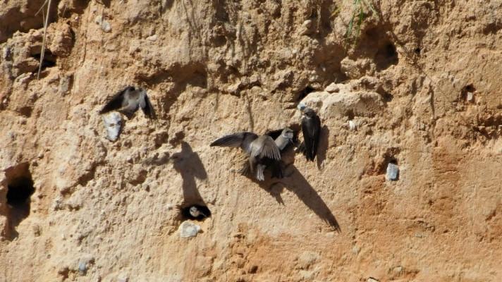 Početnost břehulí v jižních Čechách dramaticky klesá Početnost břehulí v jižních Čechách dramaticky klesá