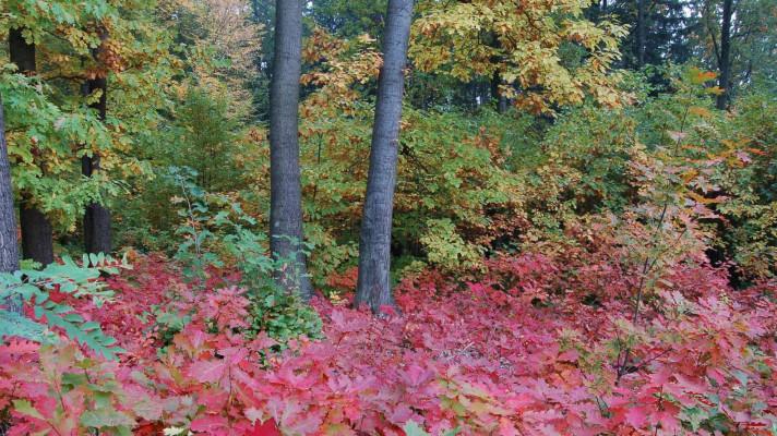 K nepůvodním dřevinám je třeba přistupovat obezřetně K nepůvodním dřevinám je třeba přistupovat obezřetně