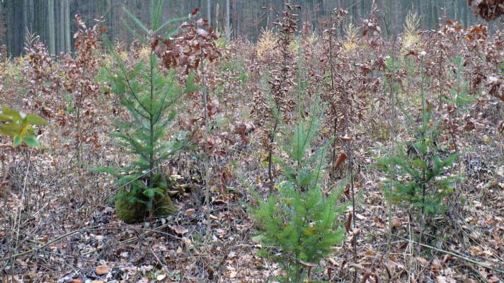 Douglasku je vhodné pěstovat ve směsi s domácími dřevinami Douglasku je vhodné pěstovat ve směsi s domácími dřevinami