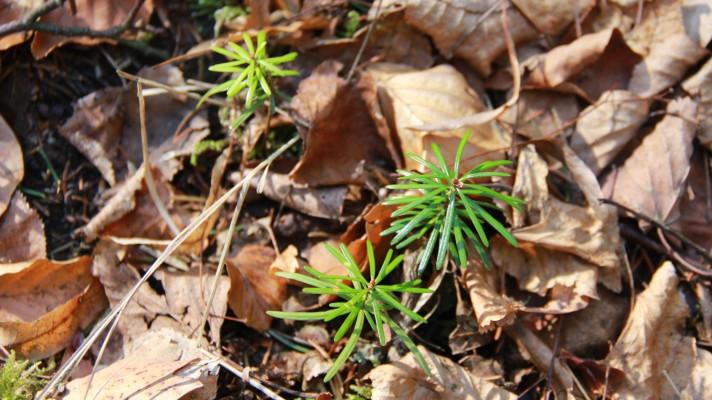 Dřevina roku 2019 jedle bělokorá se znovu vrací do lesů. Pomůže jí výzkum Dřevina roku 2019 jedle bělokorá se znovu vrací do lesů. Pomůže jí výzkum