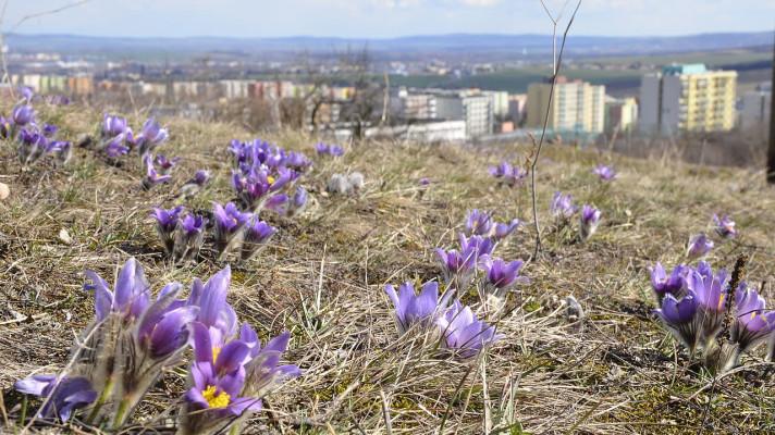 Na Kamenném vrchu v Brně začnou kácet suché stromy Na Kamenném vrchu v Brně začnou kácet suché stromy