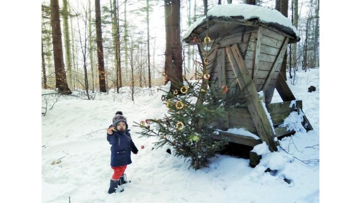 Špatné přikrmování v krmelcích může zvěř i zahubit, varují lesníci Špatné přikrmování v krmelcích může zvěř i zahubit, varují lesníci