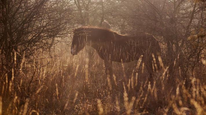 Se záchranou divokých koní pomáhá nová rezervace u Rokycan i dvě východočeské lokality Se záchranou divokých koní pomáhá nová rezervace u Rokycan i dvě východočeské lokality