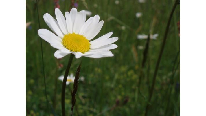 Neposečené části luk pomáhají zvýšit nejenom množství hmyzu, ale i druhovou pestrost Neposečené části luk pomáhají zvýšit nejenom množství hmyzu, ale i druhovou pestrost