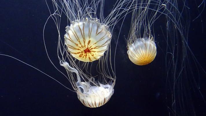 V Praze se otevře medúzárium, představí tisíce medúz V Praze se otevře medúzárium, představí tisíce medúz