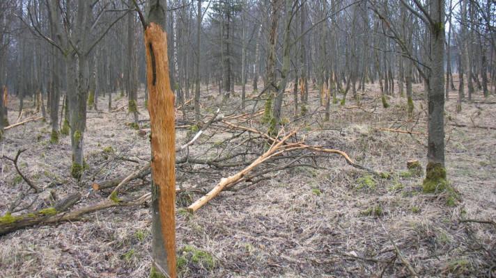 Vliv zvěře na zdravotní stav lesů Vliv zvěře na zdravotní stav lesů