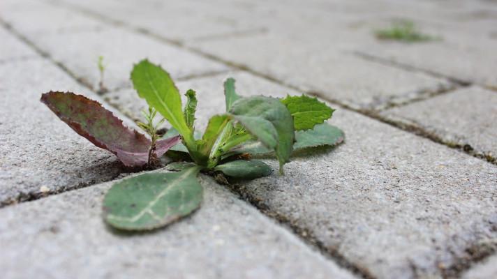 DPP bude odstraňovat plevel horkou párou namísto chemických látek DPP bude odstraňovat plevel horkou párou namísto chemických látek