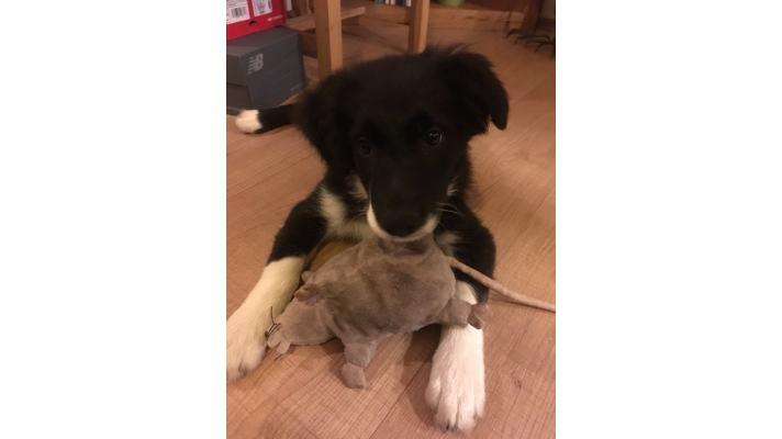 Štěně border kolie se v Blatnici otrávilo karbofuranem. Oblast patří k nejproblematičtějším v republice Štěně border kolie se v Blatnici otrávilo karbofuranem. Oblast patří k nejproblematičtějším v republice