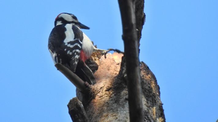 Datlovití ptáci jsou důležití v ochraně lesa. Péče o ně se vyplatí Datlovití ptáci jsou důležití v ochraně lesa. Péče o ně se vyplatí