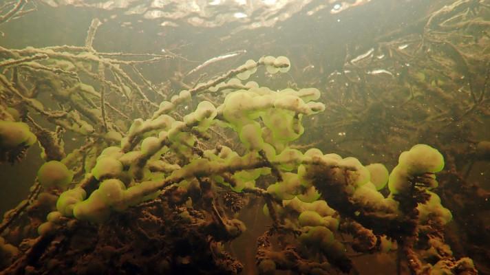 Při průzkumu Prášilského jezera vědce překvapil nečekaný živočich Při průzkumu Prášilského jezera vědce překvapil nečekaný živočich