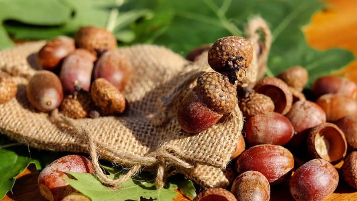 Špatná zpráva pro veverky - lidem zachutnaly žaludy Špatná zpráva pro veverky - lidem zachutnaly žaludy