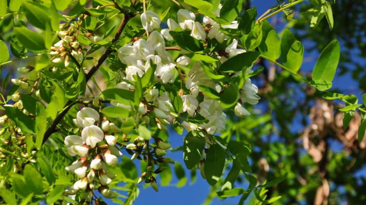 Trnovník akát má řadu dobrých vlastností, ale někde může ohrožovat původní dřeviny Trnovník akát má řadu dobrých vlastností, ale někde může ohrožovat původní dřeviny