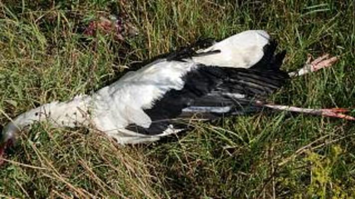 Ministerstvo zemědělství umožní aplikaci jedu proti hrabošům na povrch půdy. Ornitologové upozorňují na nebezpečí Ministerstvo zemědělství umožní aplikaci jedu proti hrabošům na povrch půdy. Ornitologové upozorňují na nebezpečí