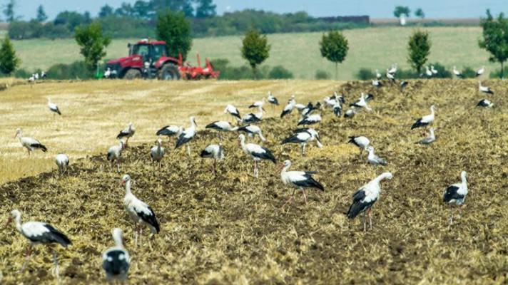 První čápi se vracejí na hnízdiště. Ohrozit je mohou otrávení hraboši První čápi se vracejí na hnízdiště. Ohrozit je mohou otrávení hraboši
