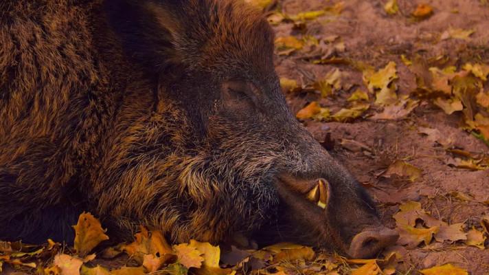 Myslivci loni zastřelili 229.000 divočáků, meziročně o půlku více Myslivci loni zastřelili 229.000 divočáků, meziročně o půlku více
