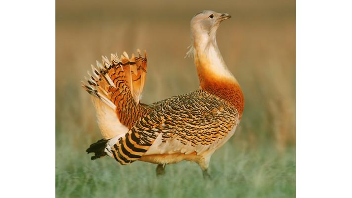 Na Hané se vyskytuje drop velký, přečkal zde i dosavadní zimu Na Hané se vyskytuje drop velký, přečkal zde i dosavadní zimu