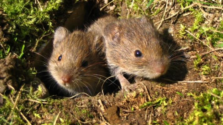 Stutox II - nově povolená plošná aplikace sedlákům problém s hraboši nevyřeší a přírodě uškodí! Stutox II - nově povolená plošná aplikace sedlákům problém s hraboši nevyřeší a přírodě uškodí!