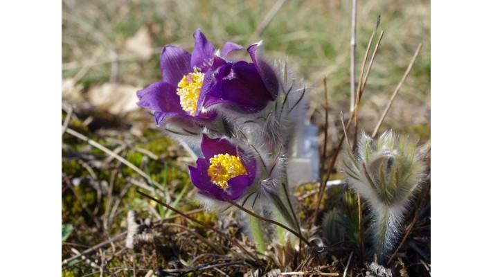 Chráníme přírodní bohatství: MŽP spouští záchranný program pro koniklec otevřený Chráníme přírodní bohatství: MŽP spouští záchranný program pro koniklec otevřený