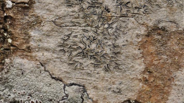 Vědci Botanického ústavu AV ČR vytvořili nejucelenější databázi výskytu lišejníků a mechorostů v ČR Vědci Botanického ústavu AV ČR vytvořili nejucelenější databázi výskytu lišejníků a mechorostů v ČR