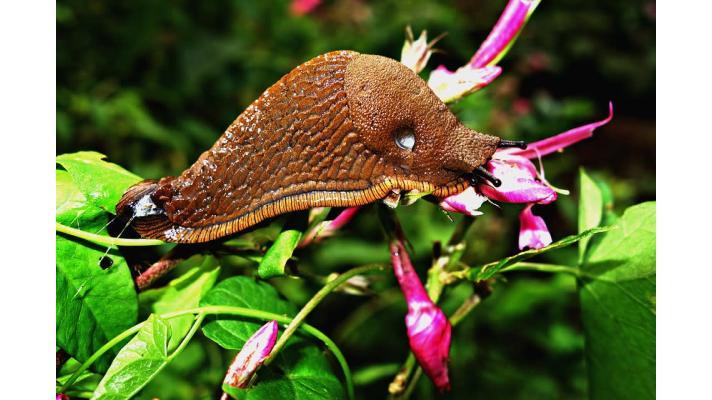 Vláda projedná novelu, která má omezit invazní druhy Vláda projedná novelu, která má omezit invazní druhy