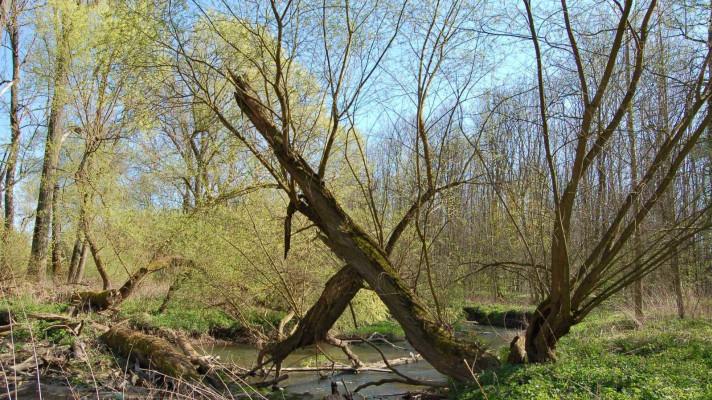 Na nejdelší vzdálenost je slyšet v lužních lesích kukačka, na nejkratší cvrčilka říční Na nejdelší vzdálenost je slyšet v lužních lesích kukačka, na nejkratší cvrčilka říční