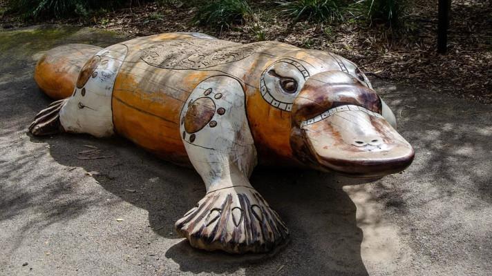 Vědci: Ptakopysk nejspíš bude v Austrálii ohroženým druhem Vědci: Ptakopysk nejspíš bude v Austrálii ohroženým druhem