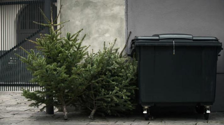 Vánoční stromky dosloužily. Kam s nimi? Vánoční stromky dosloužily. Kam s nimi?
