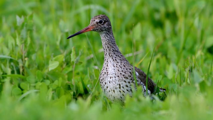 Kriticky ohrožení vodouši rudonozí zahnízdili na polních mokřadech na jižní Moravě. Ohrožuje je cílené odvodňování Kriticky ohrožení vodouši rudonozí zahnízdili na polních mokřadech na jižní Moravě. Ohrožuje je cílené odvodňování