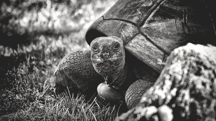 Vědci objevili zkameněliny želv velkých jako osobní auto Vědci objevili zkameněliny želv velkých jako osobní auto