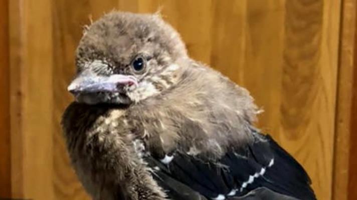 Rarita ze Šumperska si přišla sama pro pomoc Rarita ze Šumperska si přišla sama pro pomoc