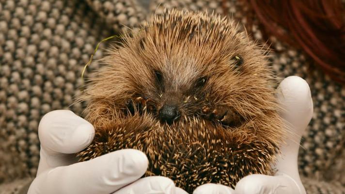 Informační leták - I já mám svojí maminku Informační leták - I já mám svojí maminku