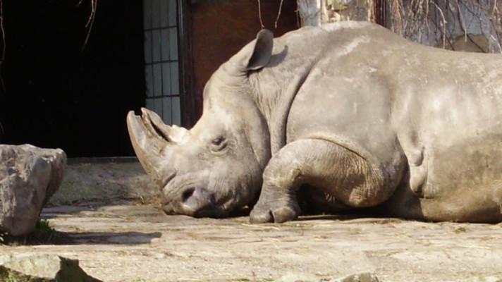 MŽP pomůže zoologickým zahradám okamžitým příspěvkem na krmivo MŽP pomůže zoologickým zahradám okamžitým příspěvkem na krmivo