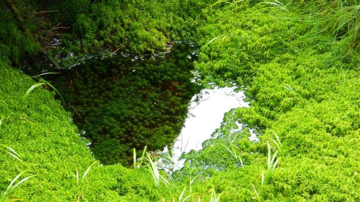 Odstartoval příjem žádostí do výzvy programu Podpory obnovy přirozených funkcí krajiny Odstartoval příjem žádostí do výzvy programu Podpory obnovy přirozených funkcí krajiny