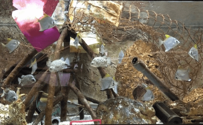 V Zoo Brno lze vidět, jak vypadá moře znečištěné plastem V Zoo Brno lze vidět, jak vypadá moře znečištěné plastem