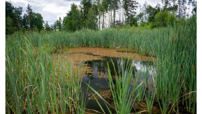 Adapterra Awards - Ozdravení vodního režimu na Lesnovských mokřadech Adapterra Awards - Ozdravení vodního režimu na Lesnovských mokřadech