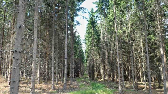 Perspektivy pěstování smrku ztepilého v České republice Perspektivy pěstování smrku ztepilého v České republice