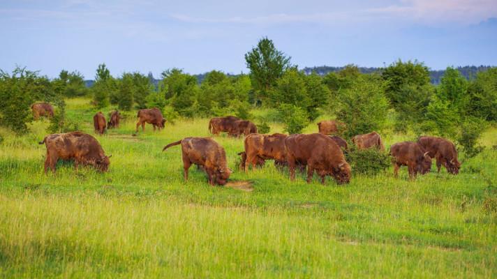 Česká krajina byla původně otevřená, upozorňují vědci. Nástup lesů umožnil člověk a vybití velkých býložravců Česká krajina byla původně otevřená, upozorňují vědci. Nástup lesů umožnil člověk a vybití velkých býložravců