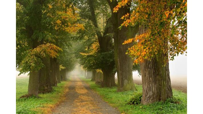 Soutěž o nejlepší fotografii alejí vrcholí koncem října Soutěž o nejlepší fotografii alejí vrcholí koncem října