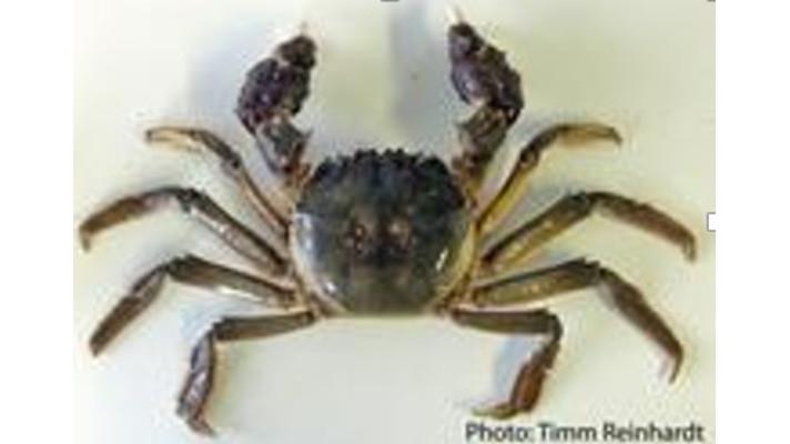 Invaze pokračují: do roku 2050 bude nepůvodních druhů o celou třetinu více Invaze pokračují: do roku 2050 bude nepůvodních druhů o celou třetinu více