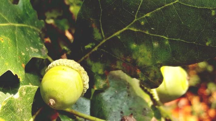 Zoo Brno vyzvala veřejnost ke sběru žaludů či kaštanů Zoo Brno vyzvala veřejnost ke sběru žaludů či kaštanů