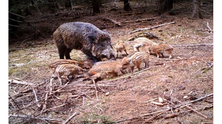 Jaký vliv má chování divočáků na možné šíření afrického moru prasat? Jaký vliv má chování divočáků na možné šíření afrického moru prasat?
