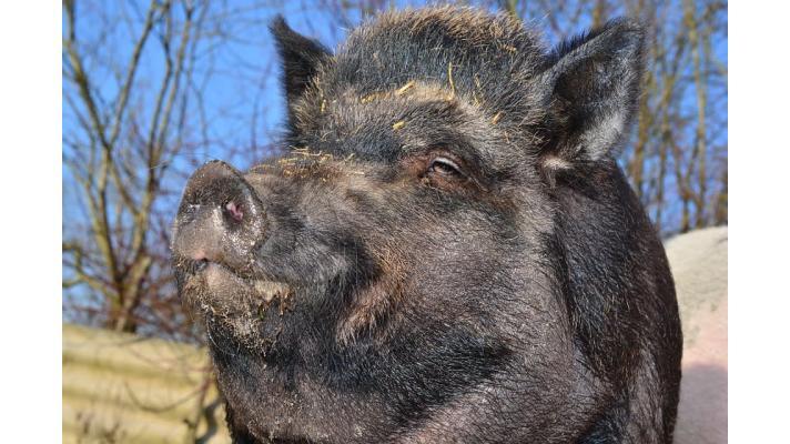 Jak můžeme efektivně bojovat s africkým morem prasat? Jak můžeme efektivně bojovat s africkým morem prasat?
