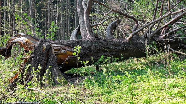 Král smrků býval vládcem památných stromů v ČR Král smrků býval vládcem památných stromů v ČR