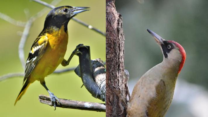 Žluna versus žluva Žluna versus žluva