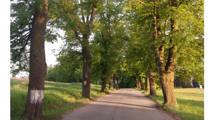Svárovská alej na Boskovicku desátou Alejí roku České republiky Svárovská alej na Boskovicku desátou Alejí roku České republiky