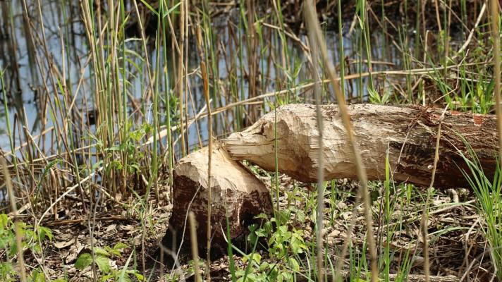 Budoucnost bobřích hrází na Znojemsku nastíní studie Budoucnost bobřích hrází na Znojemsku nastíní studie