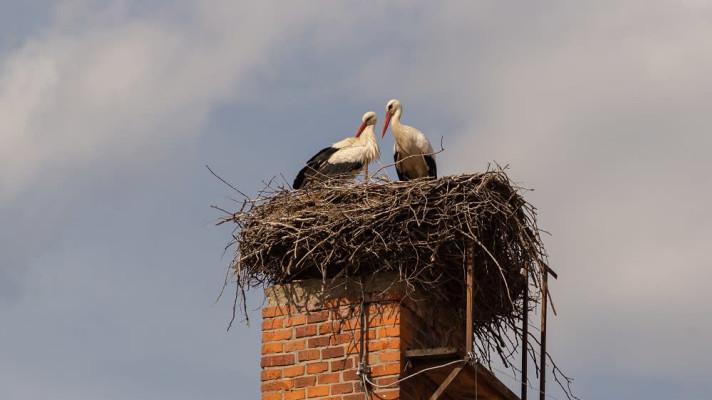 Jaro ožívá s příletem ptáků Jaro ožívá s příletem ptáků
